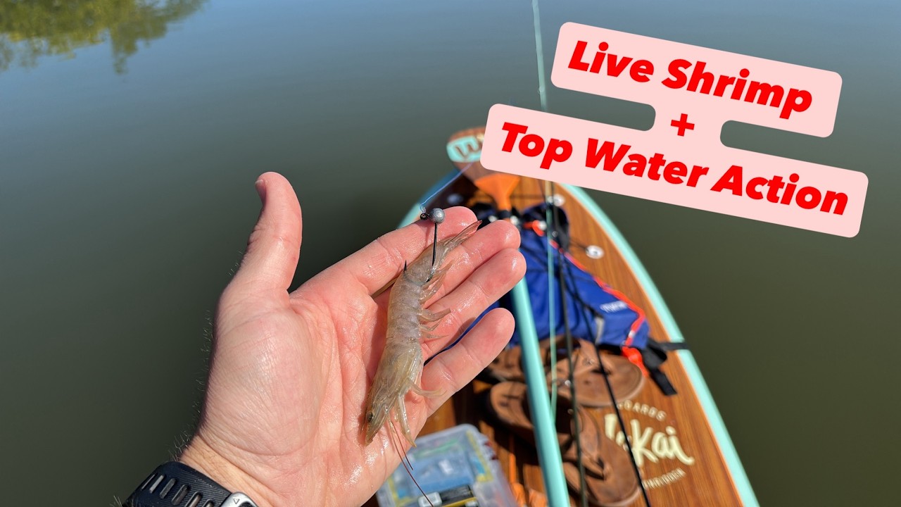 Casting Live Shrimp Around Mangroves + Topwater Action