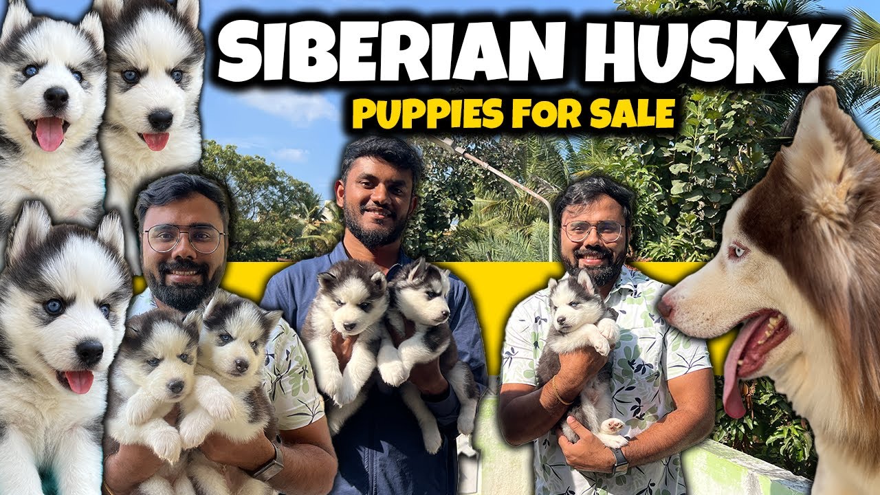 Siberian Husky சைபீரியன் ஹஸ்கி Puppies | All India Delivery
