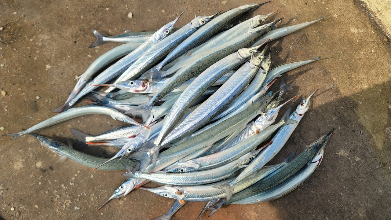 남서풍이 미쳤네요ft.구독자분들과 짬낚👉학리방파제👈 #학꽁치낚시 #fishing