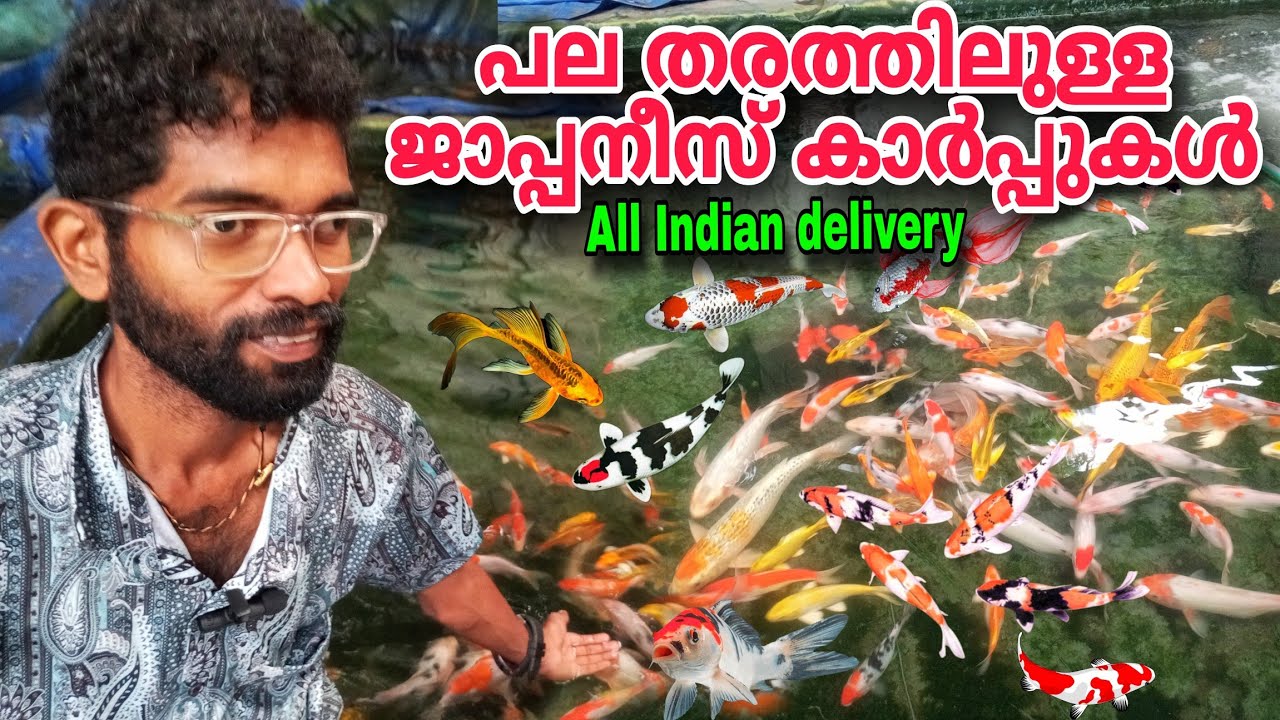 ജാപ്പനീസ് കാർപ്പ് മാത്രം കിട്ടുന്ന ഫാം | Koi Fish Vengara | Japanese Koi Carp Farm | Koi Fish Farm