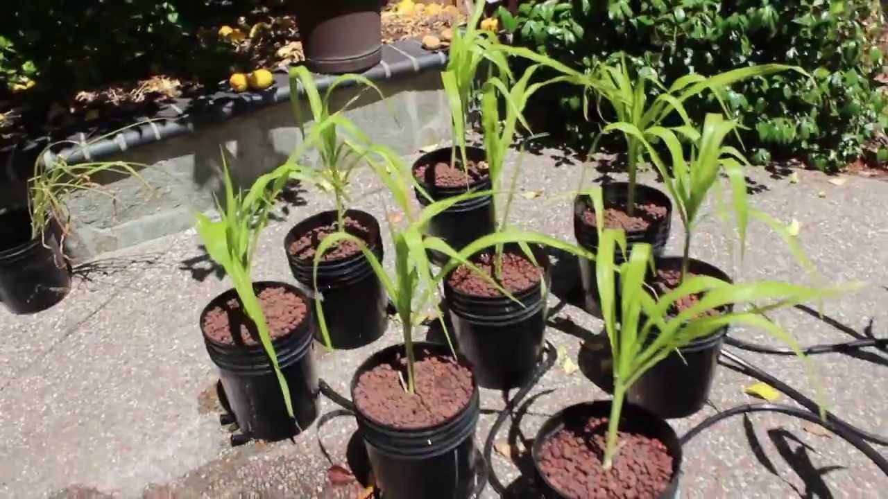 Outdoor Hydroponic Corn Walkthrough