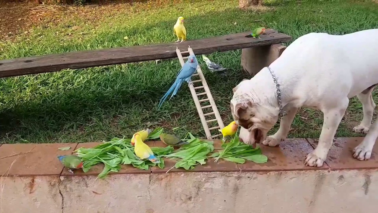 Safira , Judi , Akira , Agapornis , kikito , kikita e Pirata brincando no quintal (1/2) - Pets Na Ne