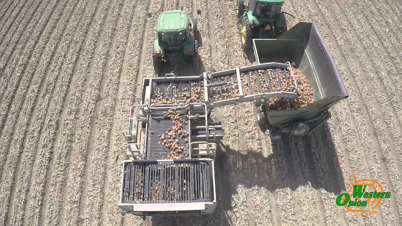 Onion Harvesting in New Cuyama CA