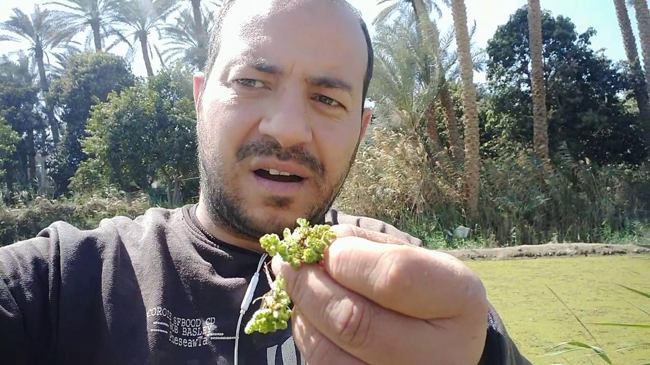 أفضل مواعيد لزراعة الازولا ☘️.ومعرفة الازولا الصالحة للزراعة ☘️🤔