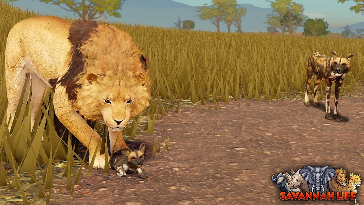 Львиный прайд наткнулся на щенка дикой собаки! | ROBLOX Savannah Life