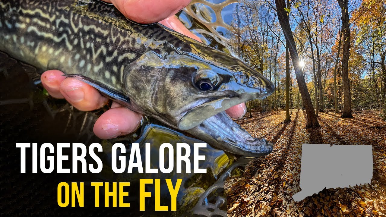 Targeting TIGER TROUT on the Fly