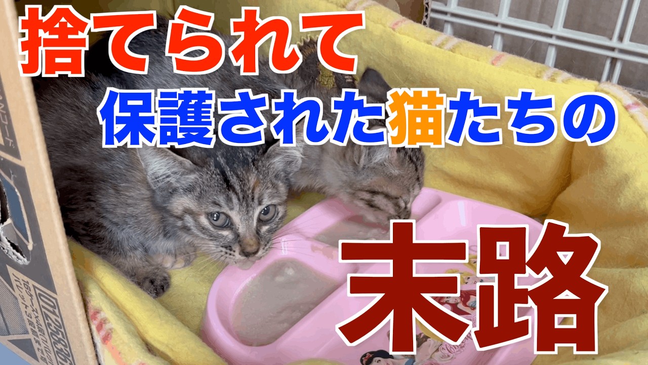 感動の奇跡！草むらに捨てられた子猫の衝撃保護映像 Part.３【実話】