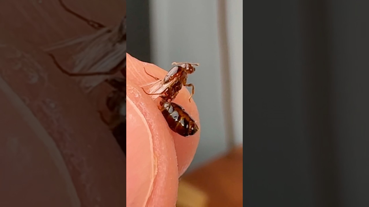 How Are Queen Ants Made??🤔🤔