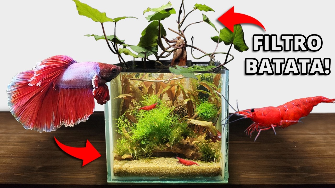 RESCATÉ un pez Betta y le construí un acuario (Sin Filtro!)