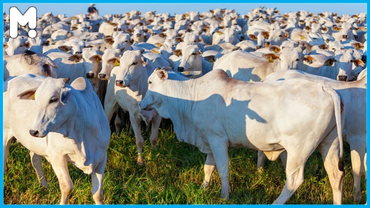 How to Transport Millions Cow, Horse, Pig, Sheep - Modern Export Technology by Big Cargo Ships ▶46