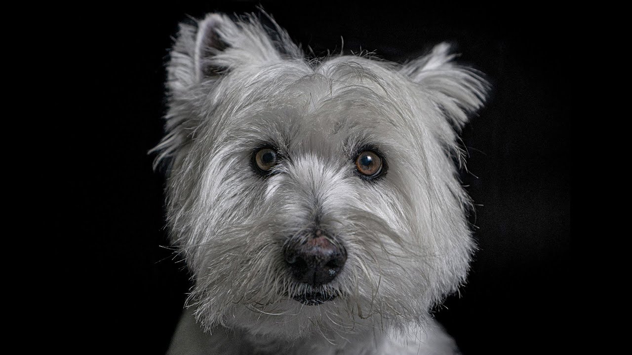 Cómo FOTOGRAFIAR a tu PERRO 🐶!!
