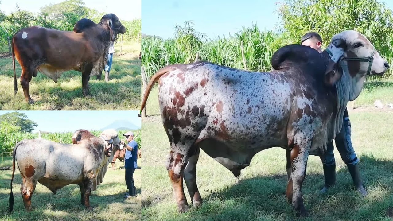 Cuáles son las Características del Gyr Lechero Parte 2 -El Salvador en el Campo