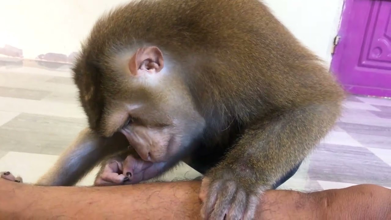 Monkey Jason Is A Specialist In Grooming Leg And Head Comfortable