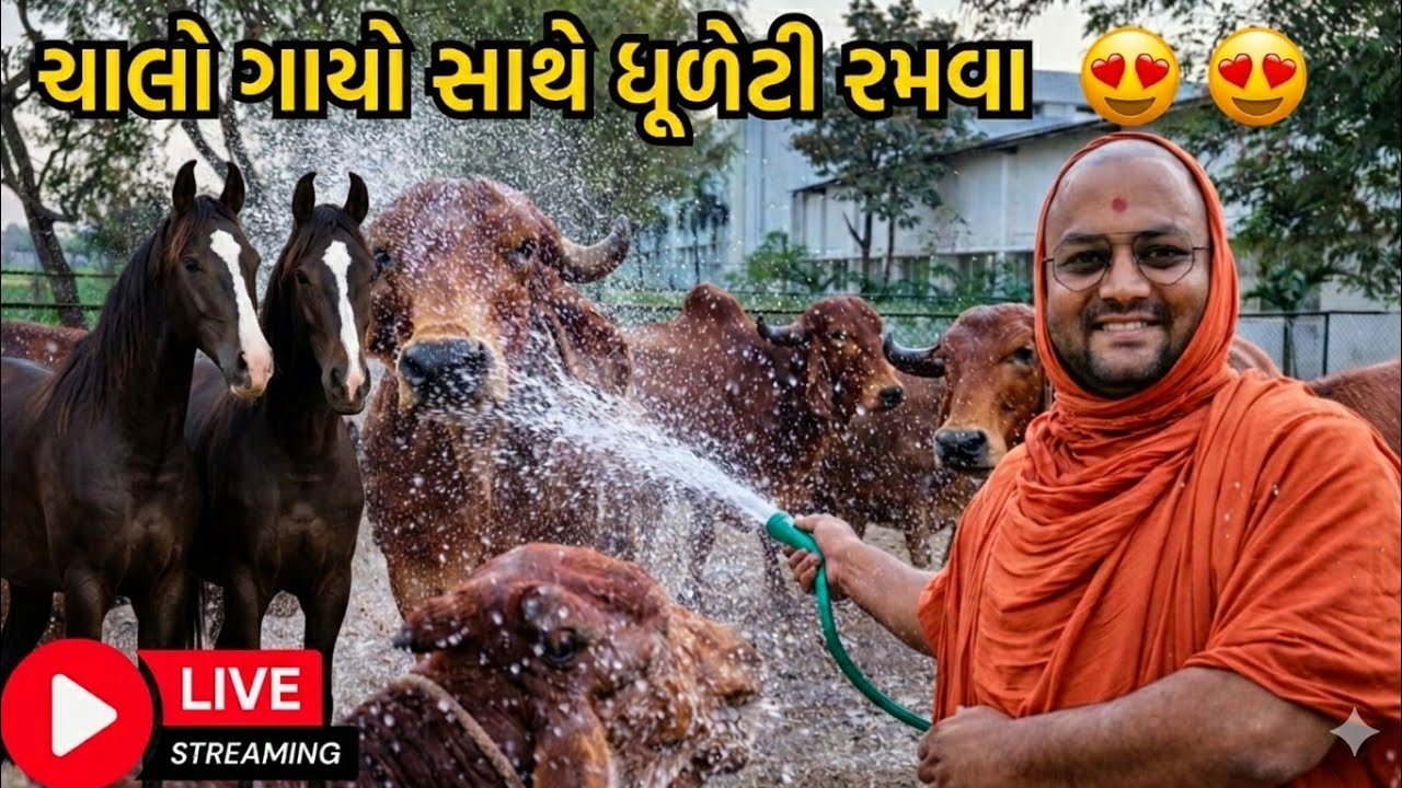 આજે ગાયો & ઘોડા ને નવડાવવાની બહું મજા આવી 😅 #happyholi #happyholi 