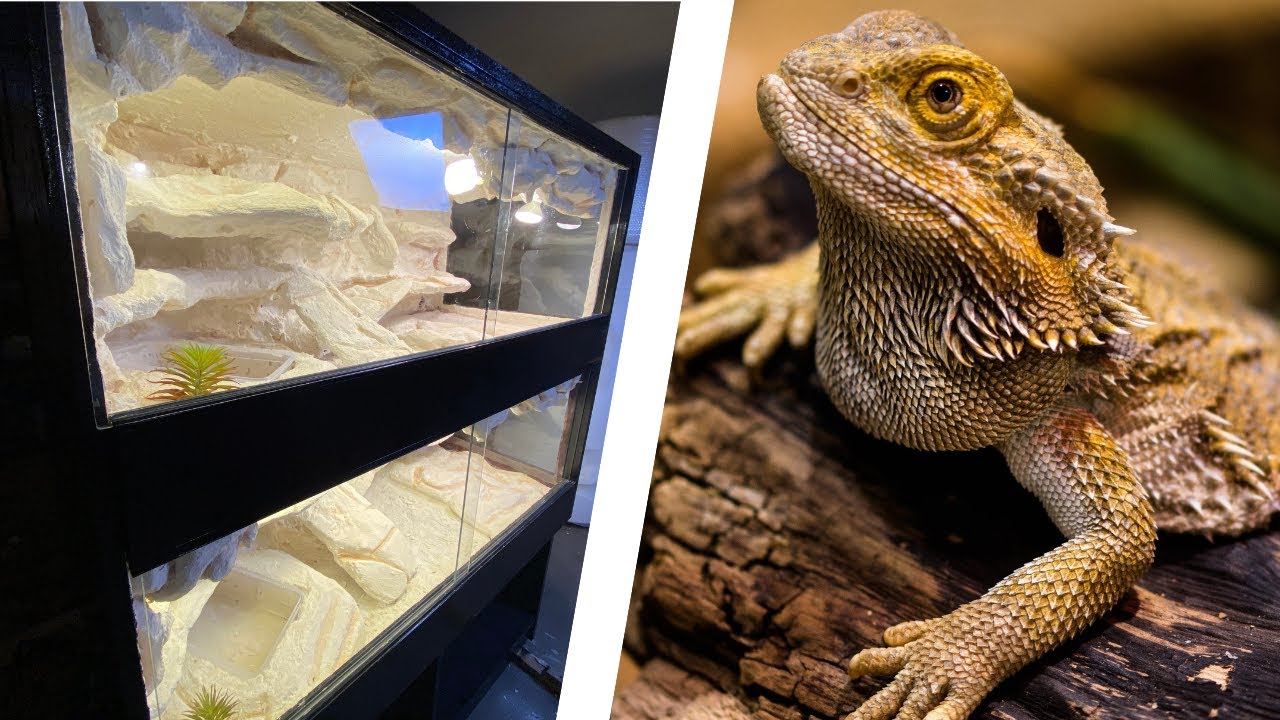 ODNOWILIŚMY TERRARIUM AGAM BRODATYCH! 🦎🌿