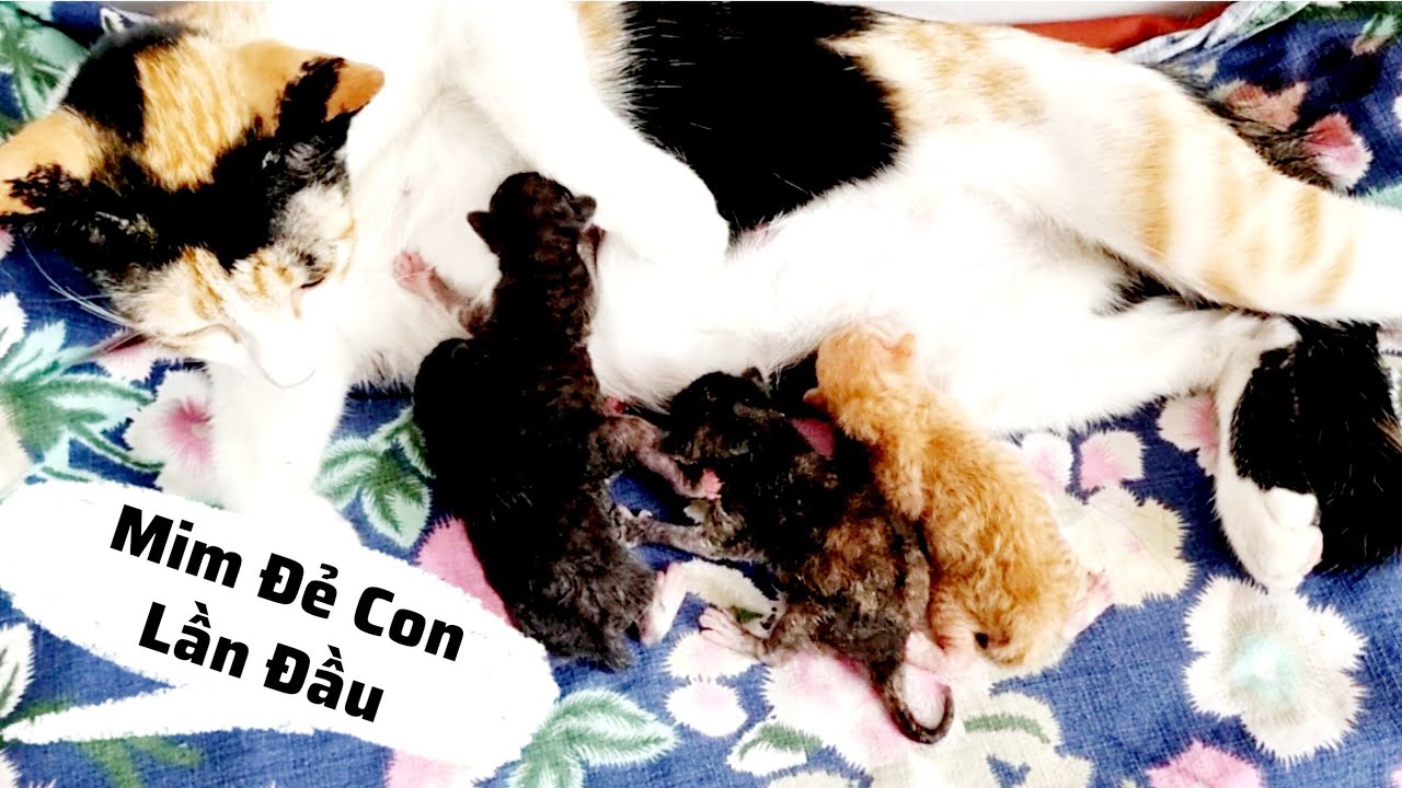 Mim chạy đến cầu cứu 15 phút,  Rất thương sau đau bụng tiếp  15 phút  nữa ...