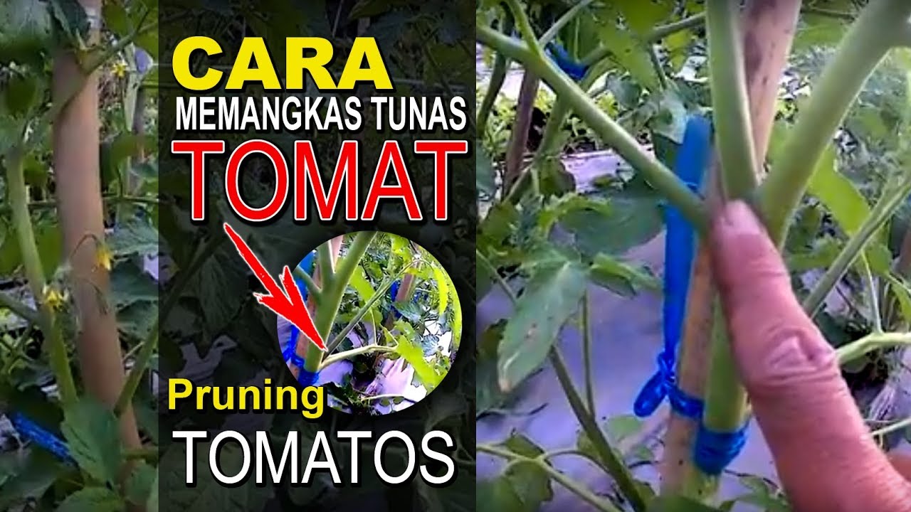Bagaimana Cara Memangkas Tanaman Tomat???? //  Pruning Tomatos # 50