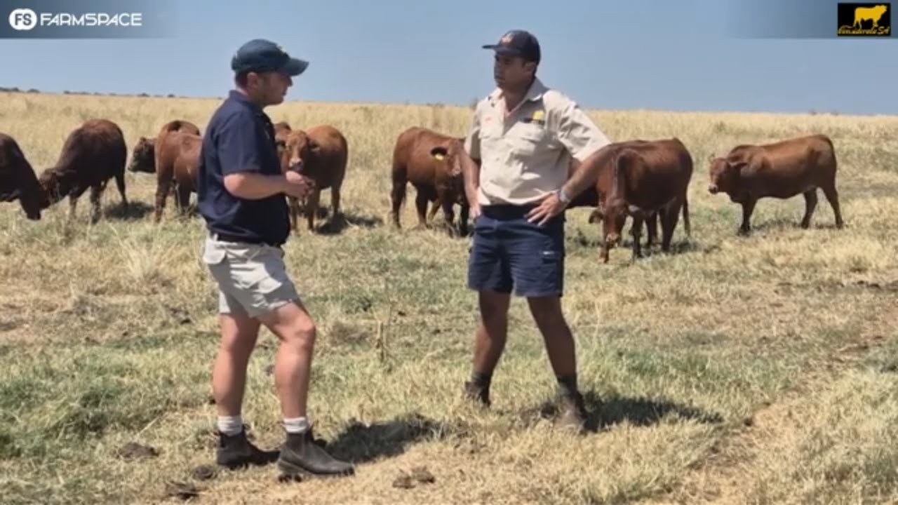 Considerata and Glenlands has brought the Glenlands progeny to South Africa