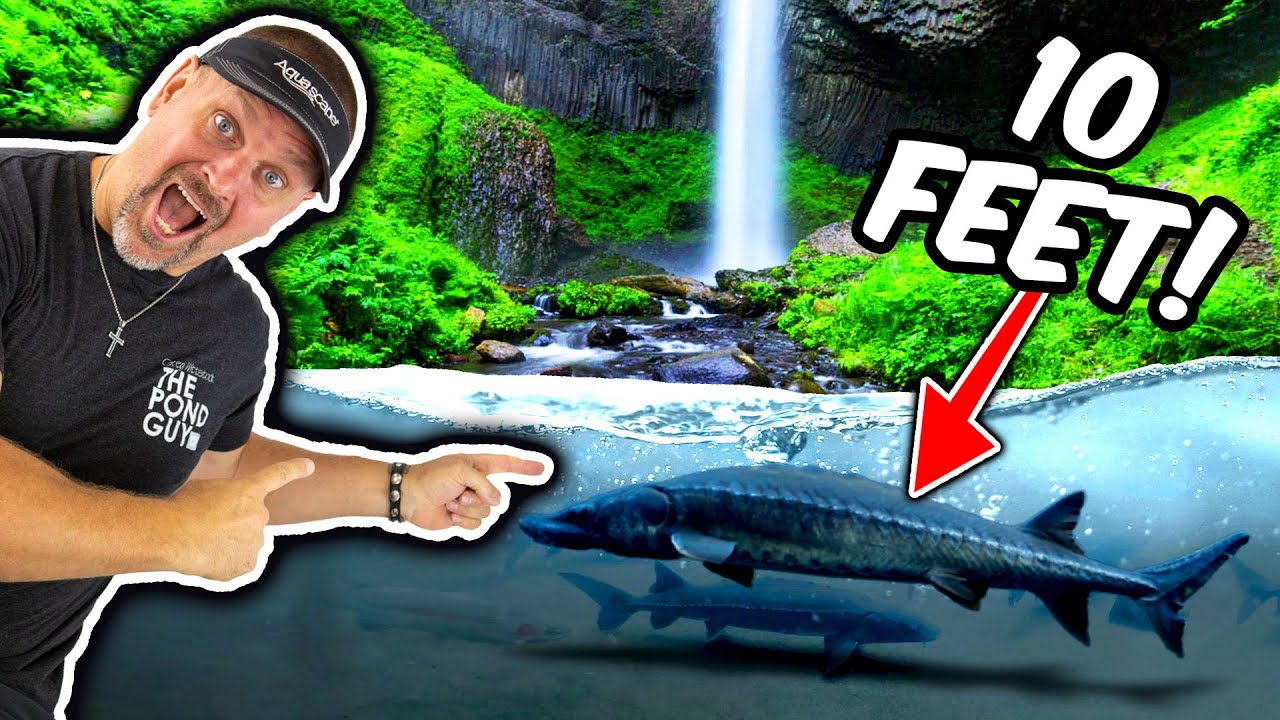 10 FOOT MONSTERS In Oregon. Visiting Pondless Waterfalls