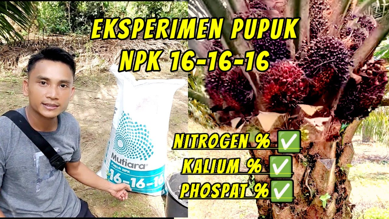 Begini jika sawit di beri pupuk NPK mutiara 16 16 16 secara rutin dengan dosis tepat
