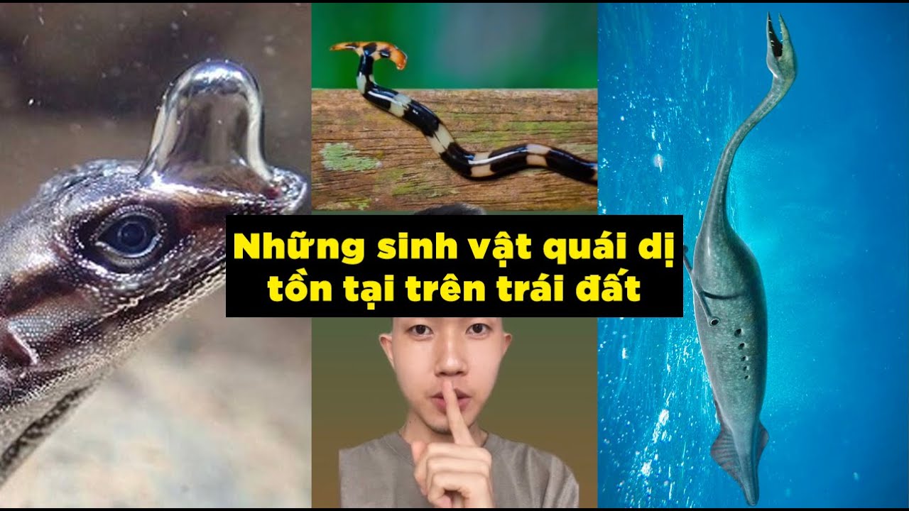 Sinh vật lạ lùng bạn không muốn chúng tồn tại | Sự thật lạ lùng bạn chưa bao giờ biết