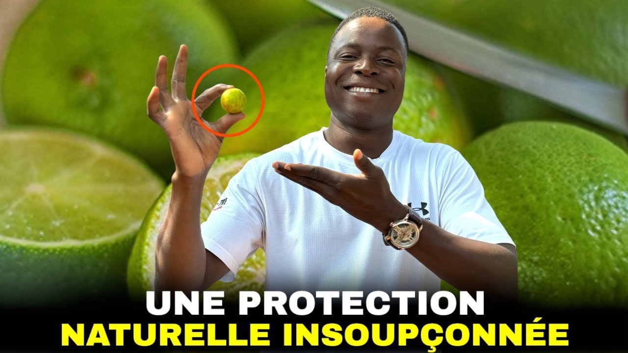 Les secrets puissants du Citron, un trésor santé à portée de mains. ￼