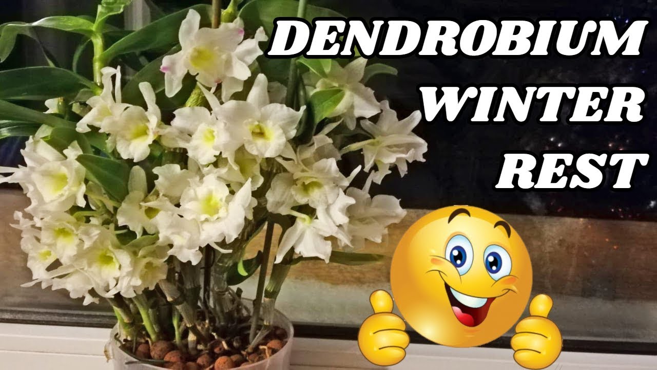 Dendrobium Orchid Winter Rest - Reblooming Dendrobium Orchids