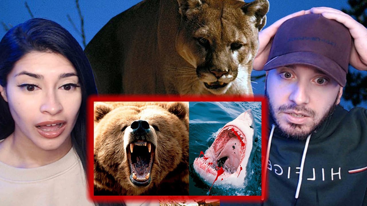 British Couple Reacts to 10 Most Dangerous Animals In The USA