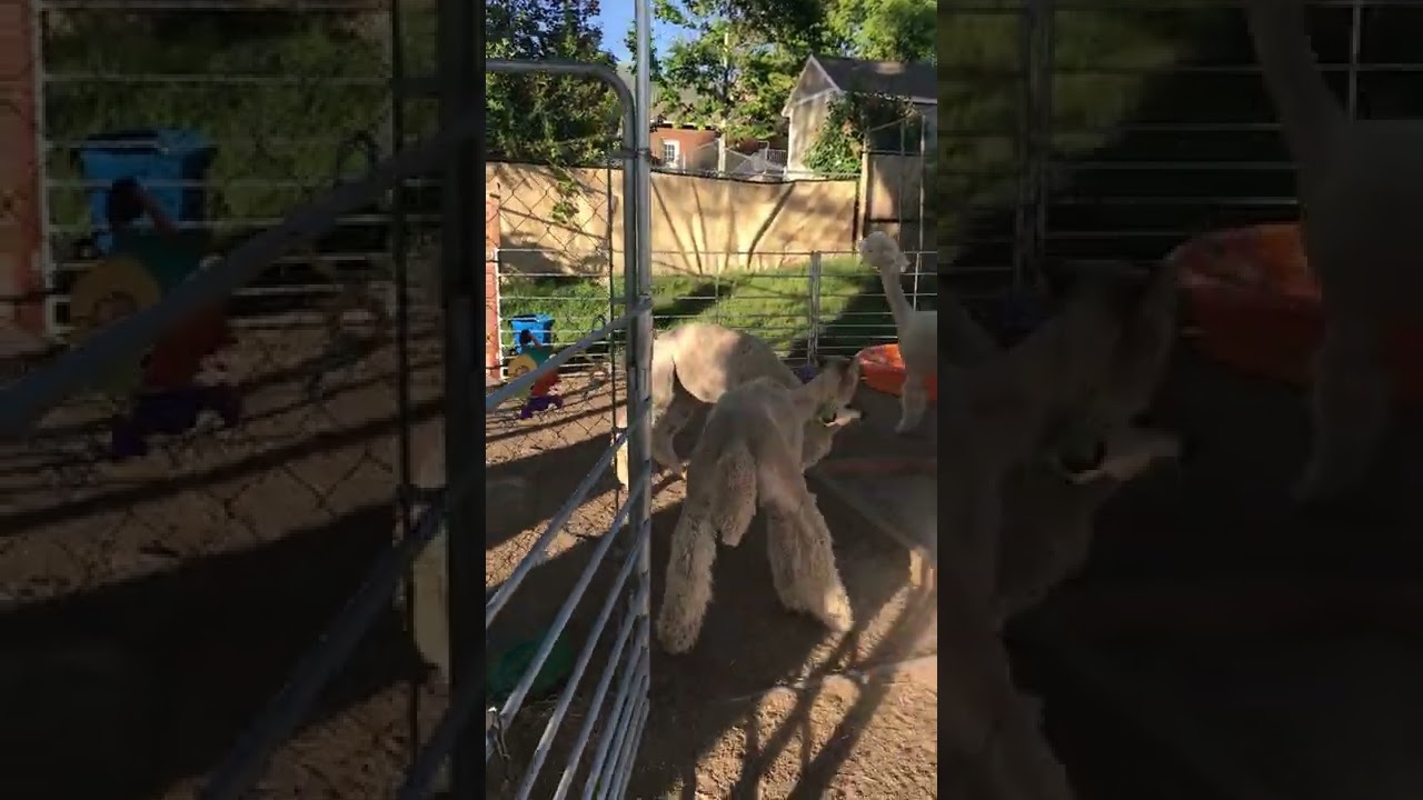 Alpacas fighting