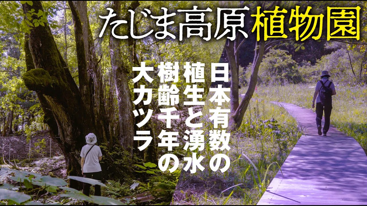 【シニアの自然散策】豊かな植生と湧水に恵まれた「たじま高原植物園」