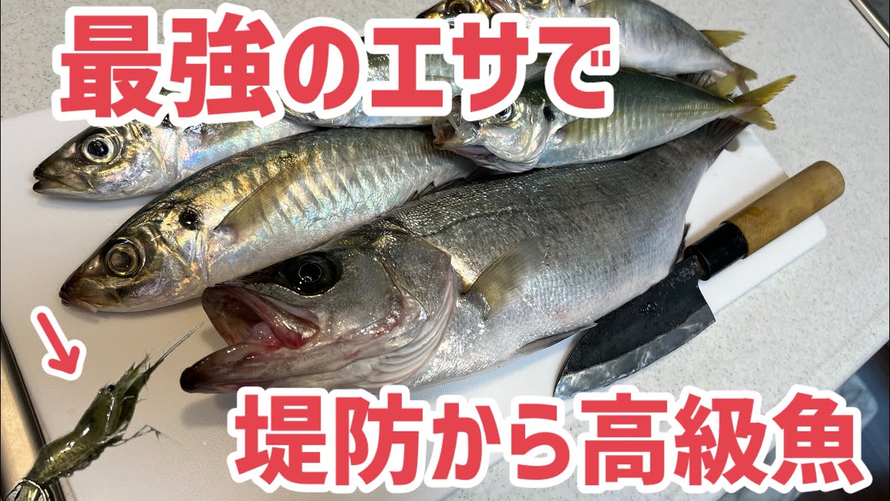 最強のエサで夏の夜釣りを制する！【和歌山マリーナシティ】