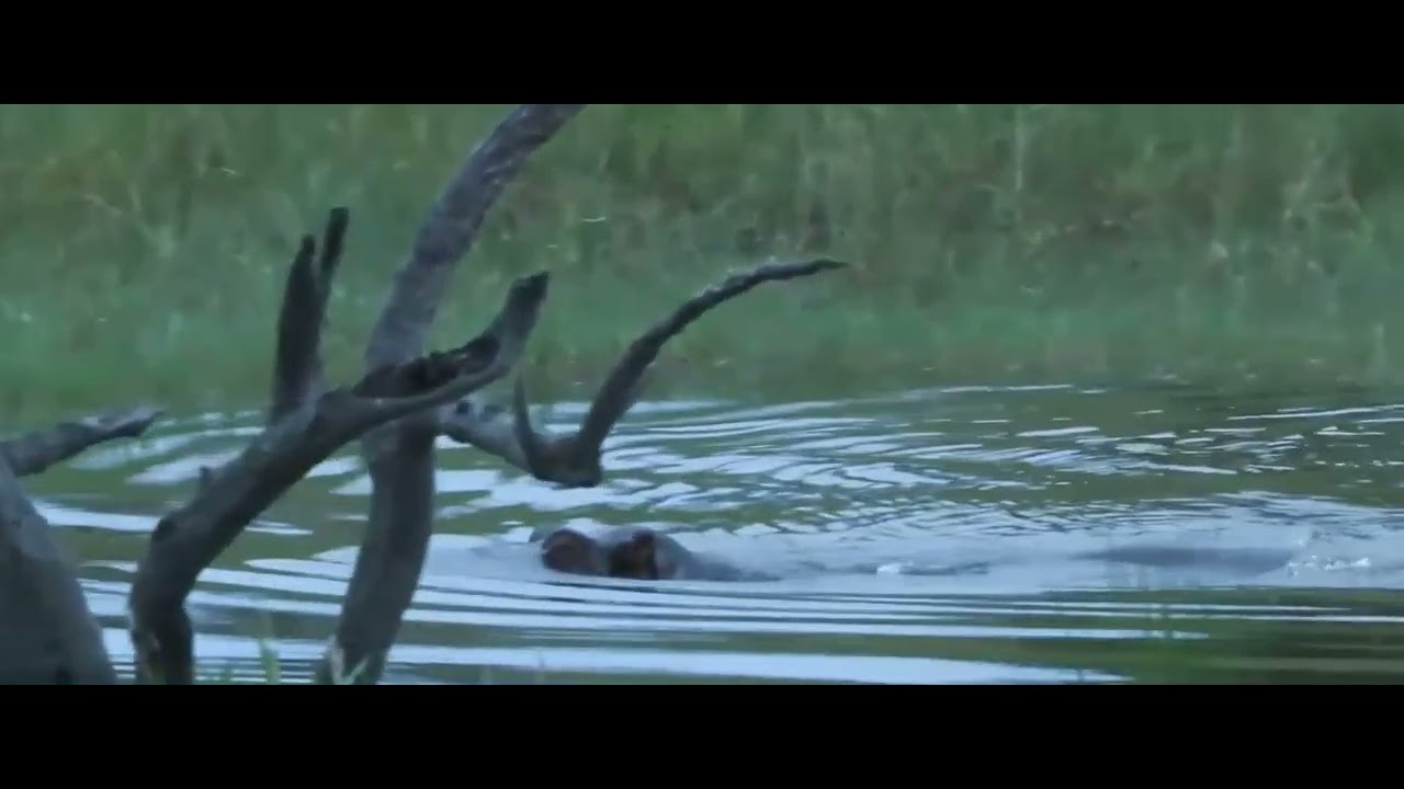 Hippo not happy with Crocodile