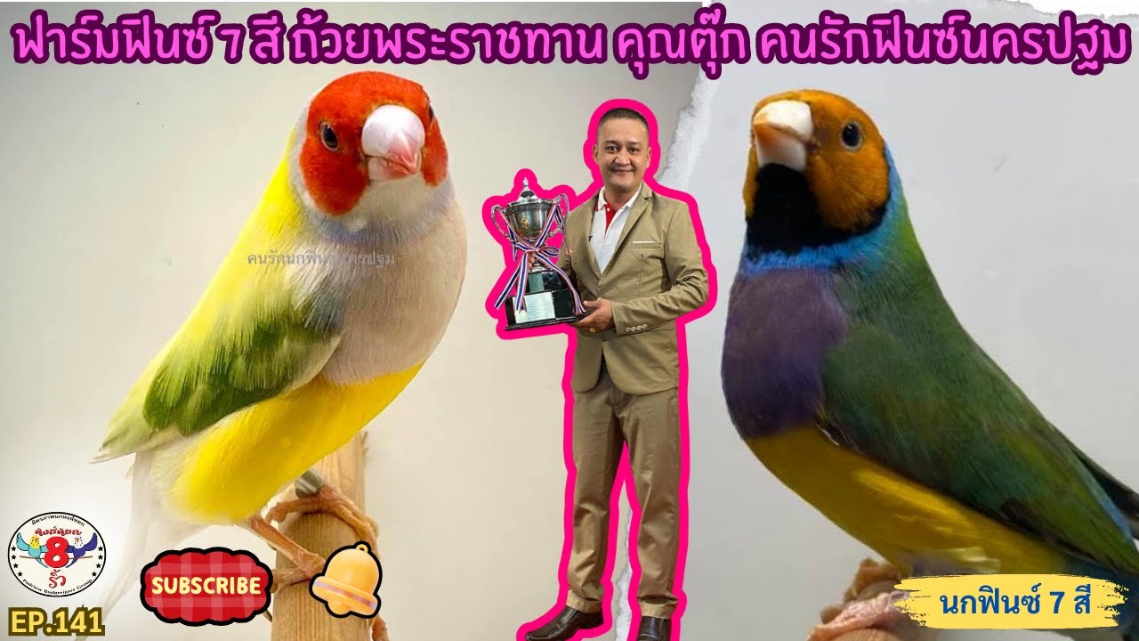 หงส์หยกแปดริ้ว EP.141 ฟาร์มฟินซ์ 7 สี ถ้วยพระราชทาน คุณตุ๊ก คนรักฟินซ์นครปฐม