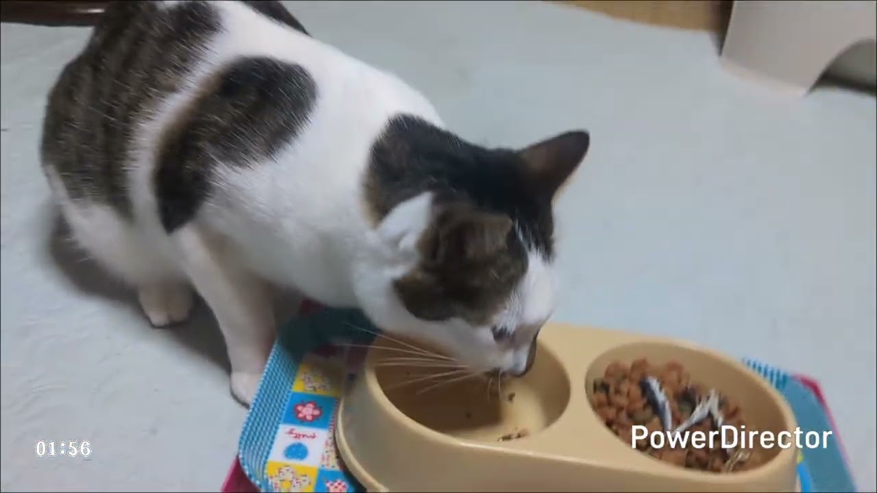 ニャアの夕食タイムトライアル(20260216)