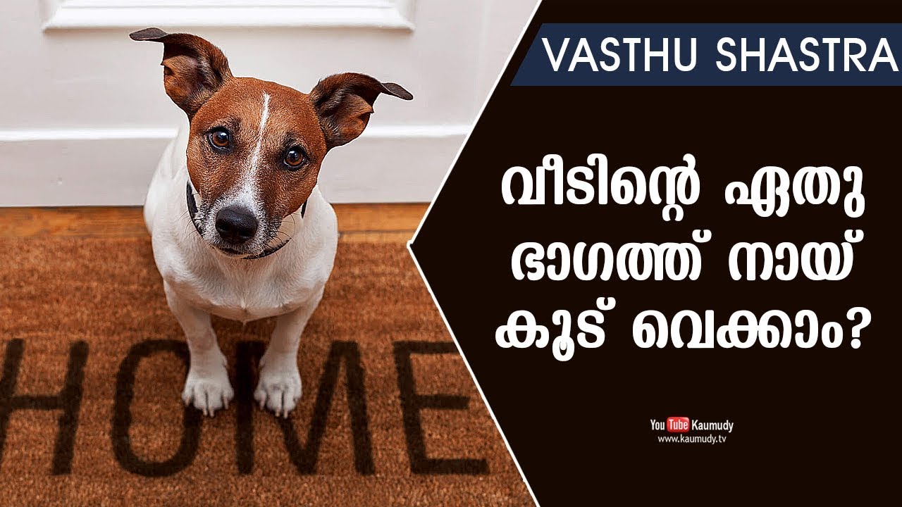വീടിന്റെ ഏതു ഭാഗത്ത് നായ് കൂട് വെക്കാം?​ | Dr. Dennis Joy | Vasthu