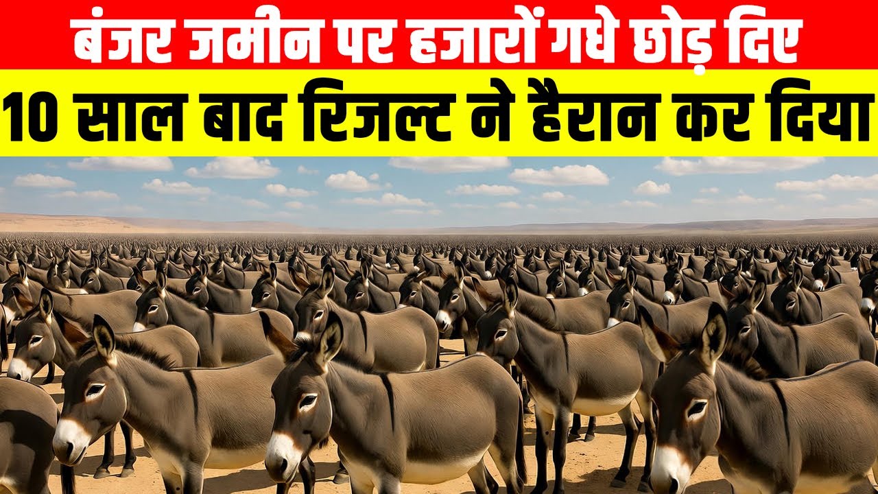 बंजर जमीन पर हजारों गधे छोड़ दिए, 10 साल बाद रिजल्ट ने हैरान कर दिया