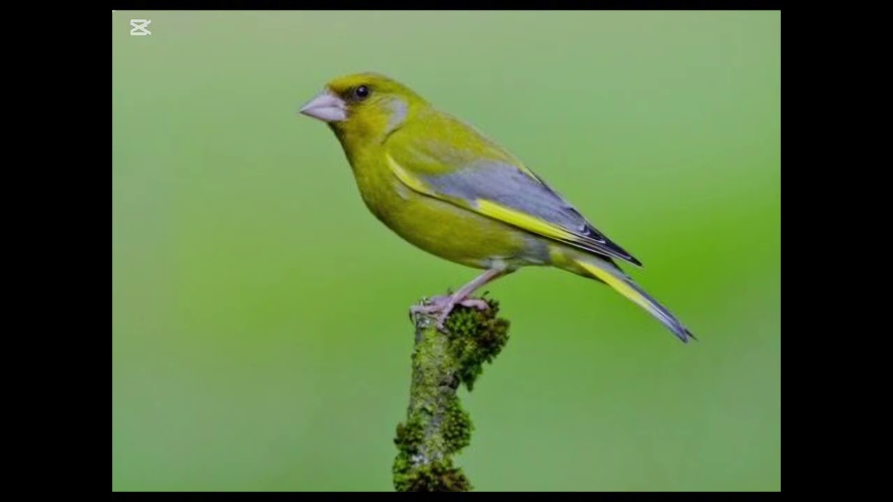 Canto Del Verderon (Chloris chloris) Muy Bueno para educar a los Jóvenes.