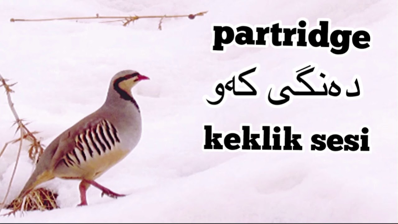 دەنگی کەو