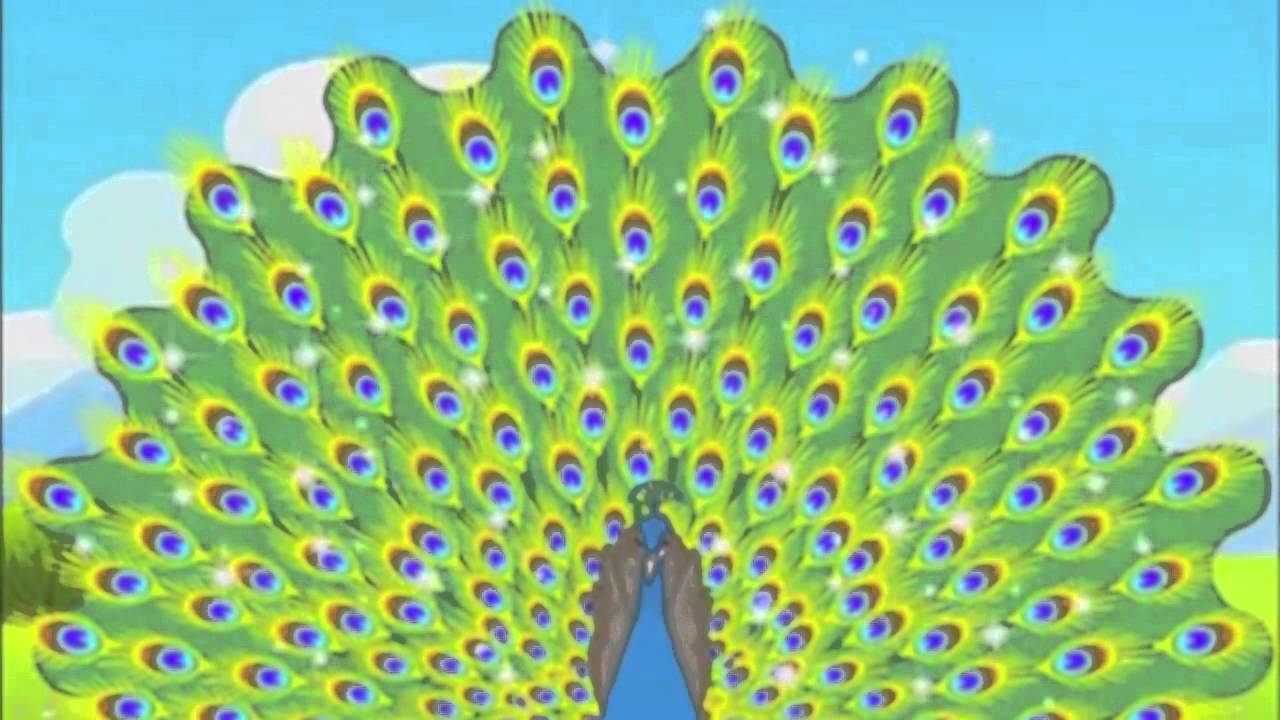 Tibetan Children Story: The Peacock story