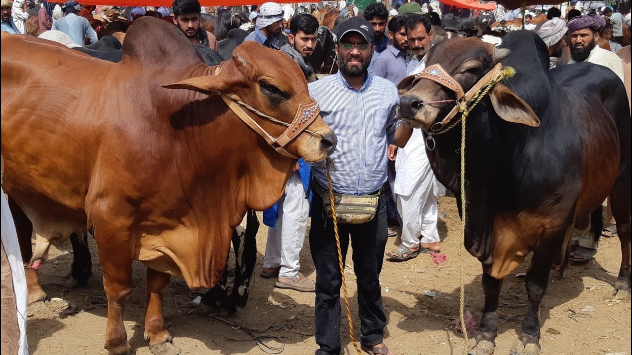 BAKRA MANDI PAKISTAN MA BIYOPARI ITNE HEAVY JANWARO KA KIYA MULL LAGA RAHY HEN