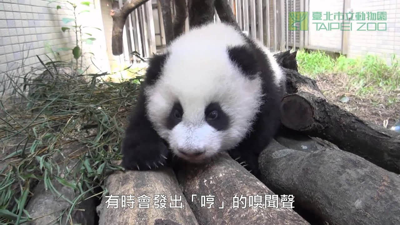 圓仔的戶外大自然體驗 Baby Giant Panda Yuan Zai Experiencing Outdoor