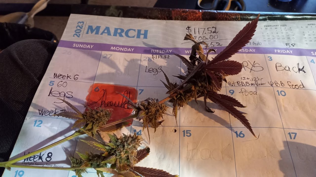 Drago clone harvest Update on garden Frosted Fruitcake and Peanut butter breath
