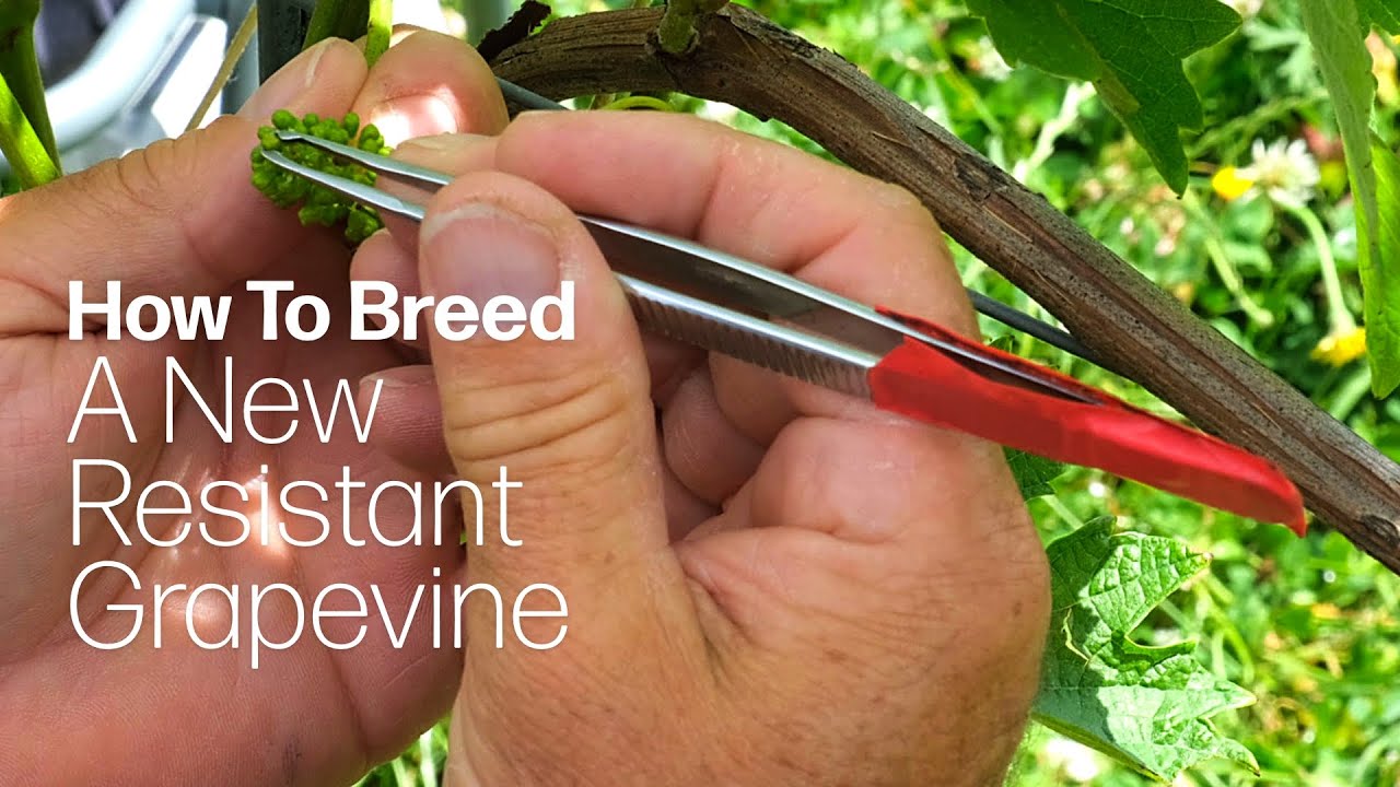 The New Generation Of Cabernet: How To Cross-Pollinate A Resistant Grape Vine (Classical Breeding)