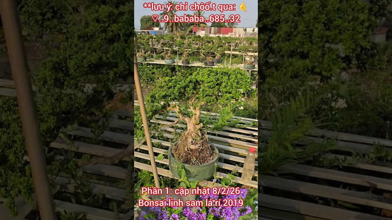 Bonsai lá rí 8/3/26 -50% 😊0933368532🌲linhsamnuitraihuonguyetquehongocmaichieuthuykimquytunghoatrang