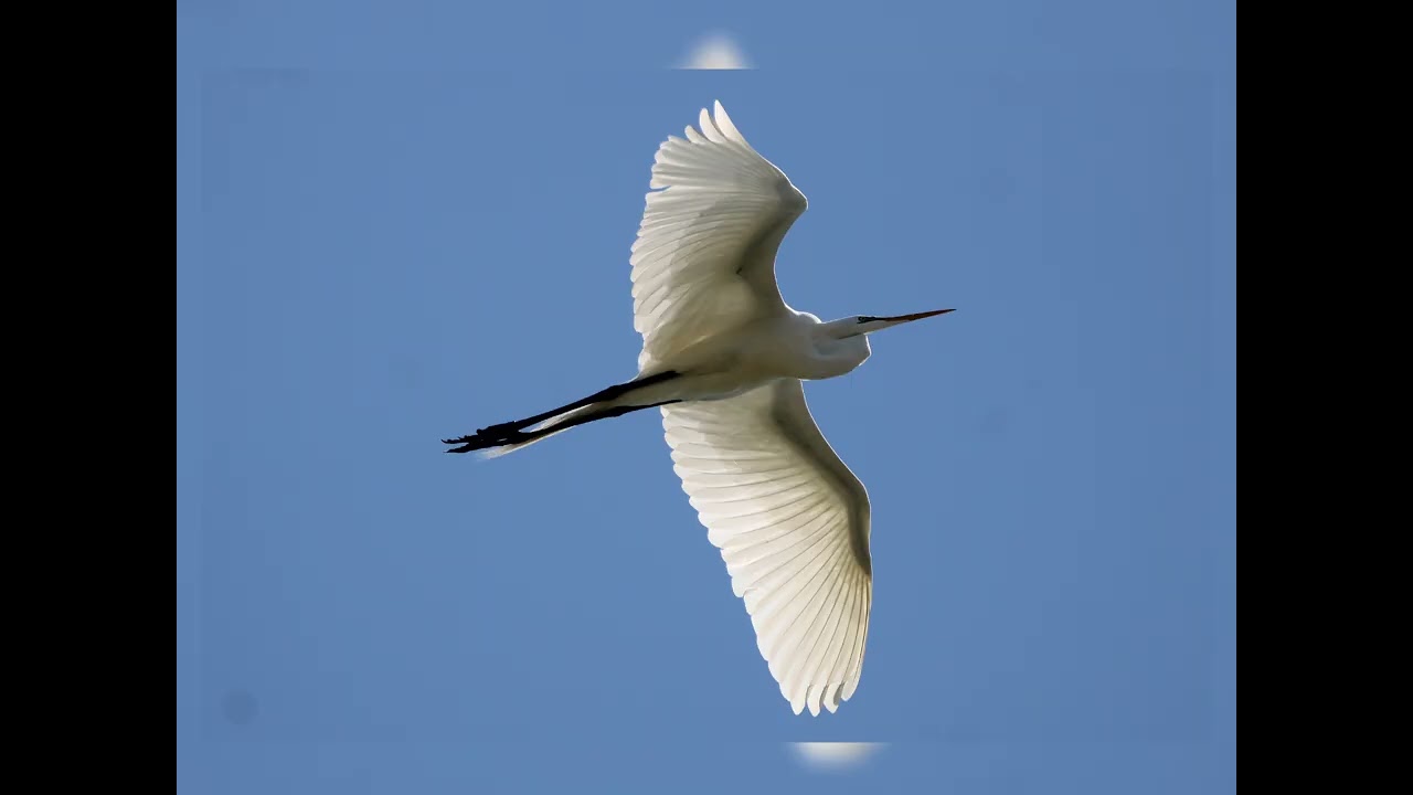 Great Egrets