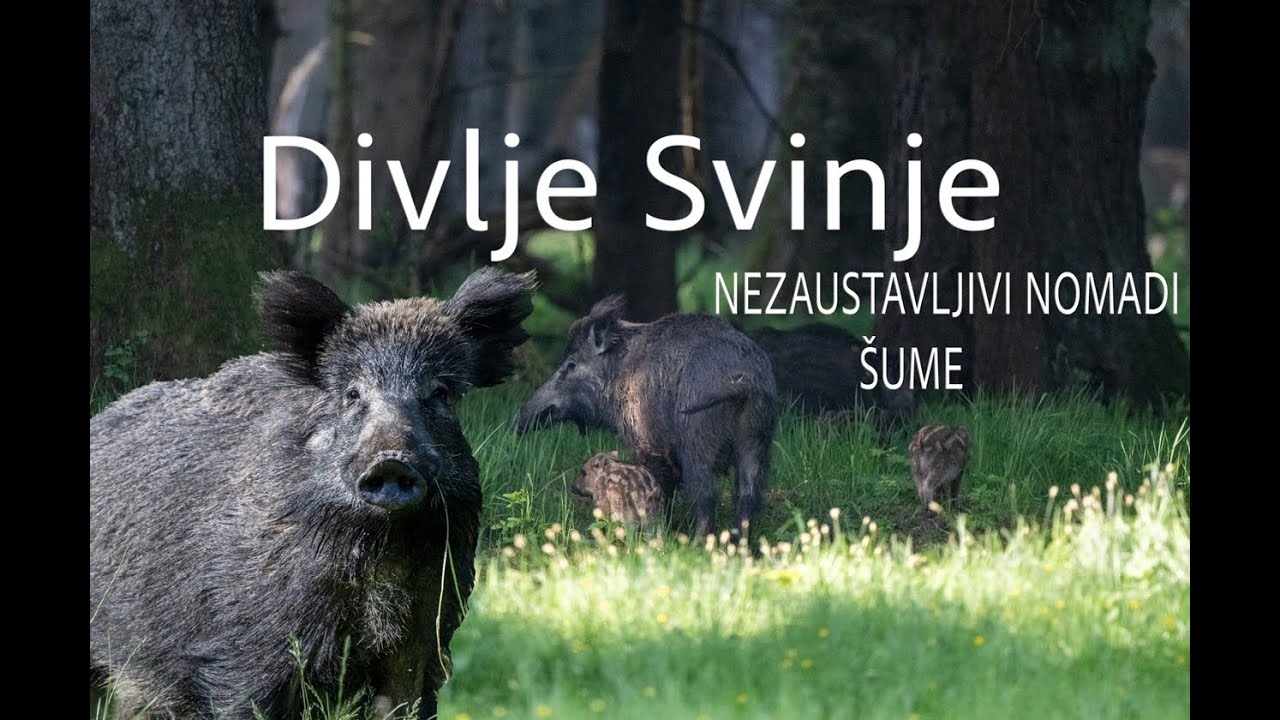 Divlje Svinje  -  Neustrasivi Nomadi  &Scaron;ume