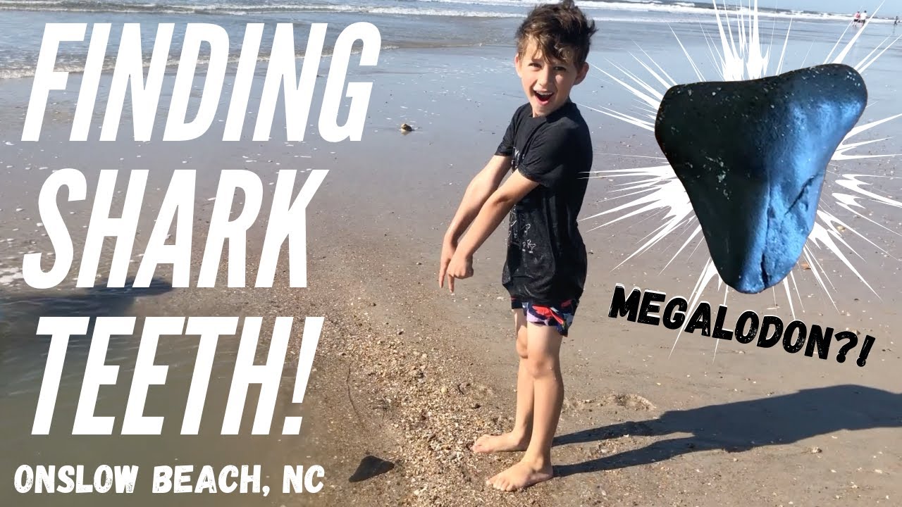 HOW TO FIND SHARK TEETH | Megalodon tooth hunting | Onslow Beach, NC opening after 1 month closure |