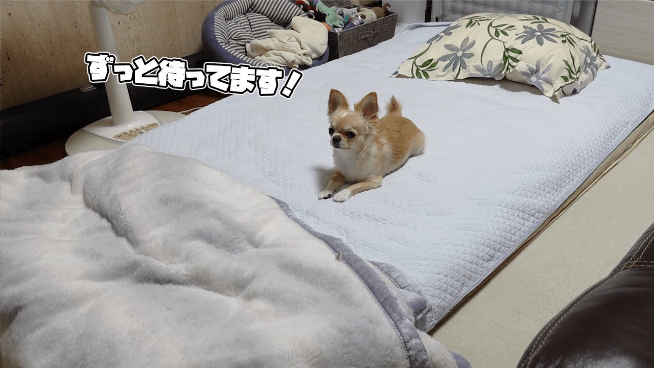 甘えん坊な犬がどうしても飼い主と一緒に寝たくて、あの手この手で誘ってくる行動がまるで新婚夫婦のようで可愛い【dog】【chihuahua】