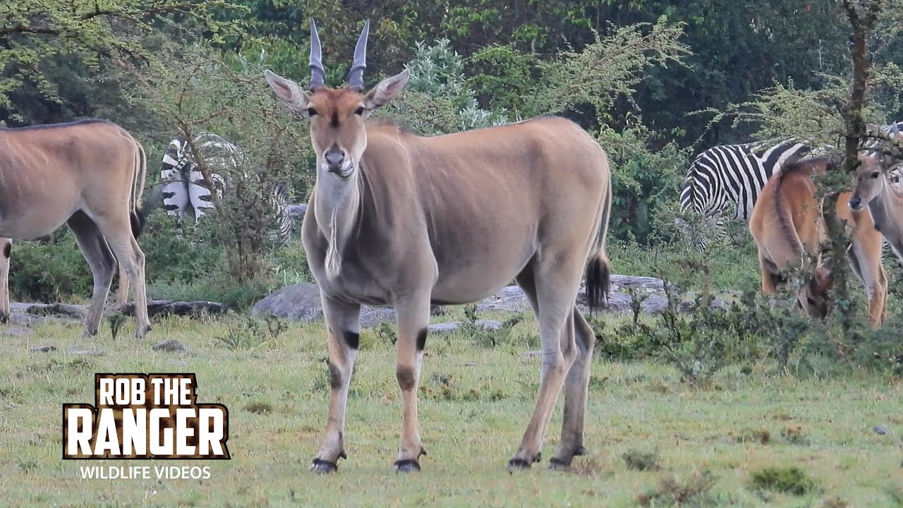 Beautuful Herd Of Eland Antelope!! | Lalashe Mara Ripoi Safari