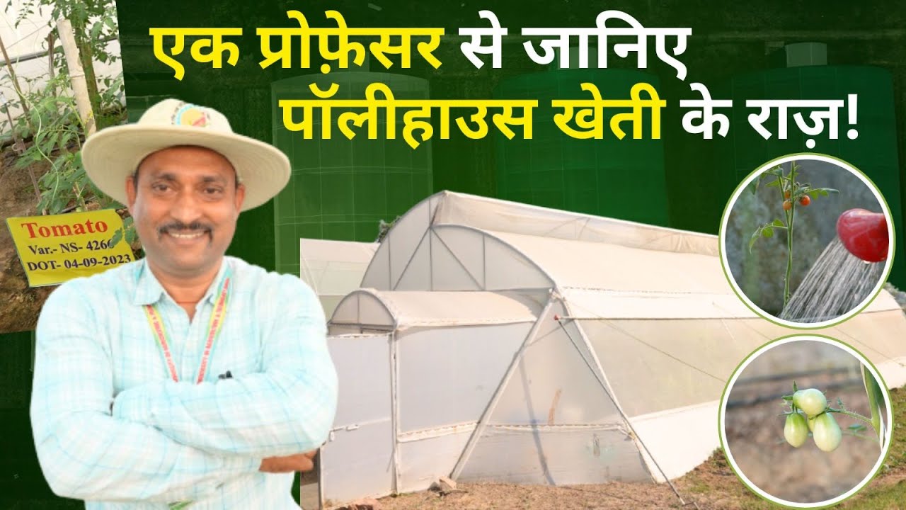 Polyhouse Farming: पॉलीहाउस में आधुनिक तकनीक से कैसे करें खेती? क्या है तरीका? जानिए |